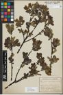 Foto von Salix myrsinifolia Salisb.